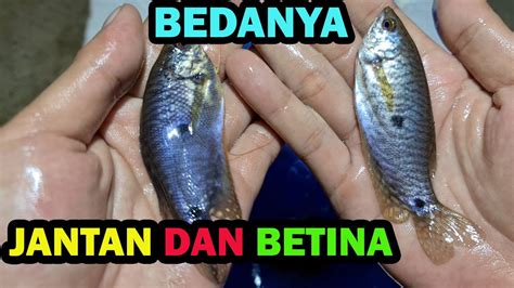 Perbedaan Sepat Jantan Dan Betina Youtube