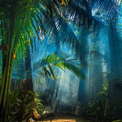 The Rainforests Jungle Pictures Jungle Images Fantasy Landscape