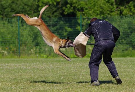 10 Really Good Breeds Of Police Dogs Dogblend