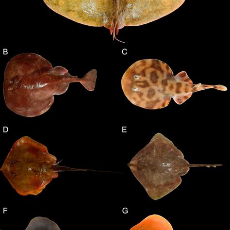 Pdf Marine Fishes Elasmobranchii And Teleostei From The Santana