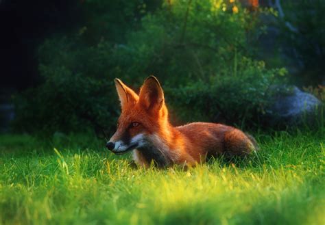 Free Images Tilki Hayvan Manzara Red Fox Vertebrate Mammal