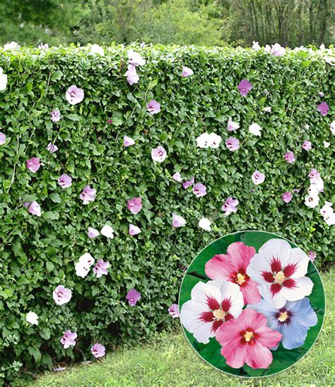 Dann ist der hibiskus syriacus mit seinem dichten laub und prachtvollen blüten eine gute wahl. Hibiskus-Hecke: TOP-Qualität online kaufen | BALDUR-Garten