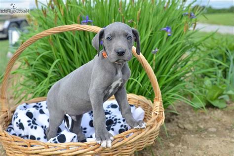 Great dane puppies for sale. Great Dane Puppies For Sale In Cleveland Ohio | PETSIDI