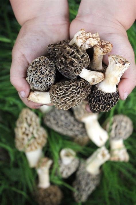 13 Edible Wild Mushrooms For Beginners