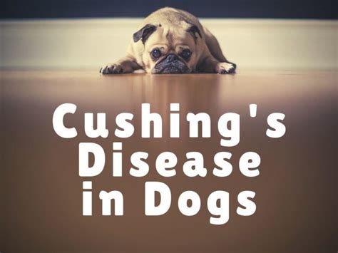 9 Common Symptoms Of Cushings Disease In Dogs Tony Florida