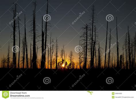 The Dead Forest Stock Image Image Of Fire Tree Pine 20604303