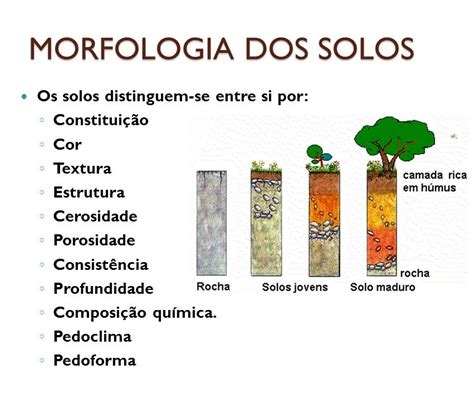 O Que São Caracteristicas Morfologicas