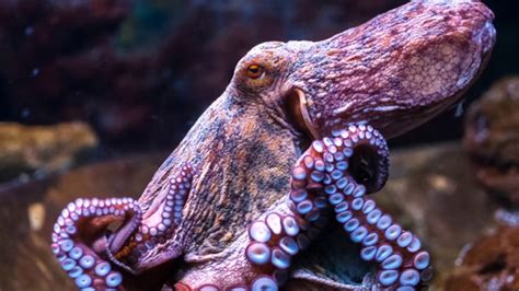 They are obviously meant for human consumption but if you ever wanted to have one in your tank, why not? Finding Dory's Octopus Escape. (REAL LIFE) - YouTube