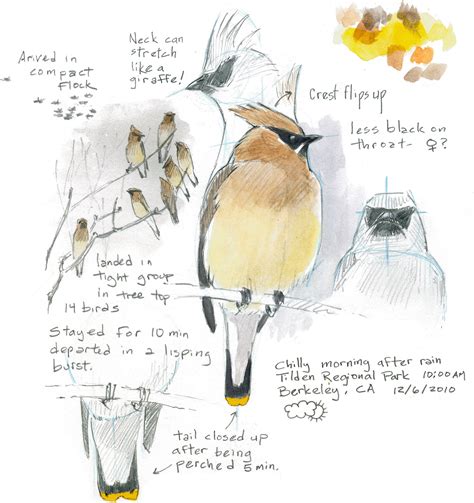 How To Draw A Bird | Audubon