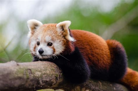 Red Panda Cubs Make Public Debut At Greenville Zoo Greenville Journal