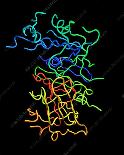 Sometimes pepsin can flow backward from the stomach to the esophagus, resulting in acid reflux conditions. Pepsin molecule - Stock Image - A605/0155 - Science Photo ...