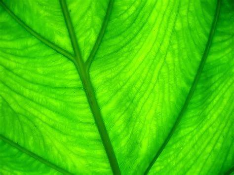 Leaves Macro Plants Wallpapers Hd Desktop And Mobile Backgrounds
