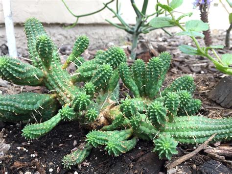 While formerly largely populated by young people, surfers, and college students. Summer Flowers Grown in South Mission Beach | Mission ...
