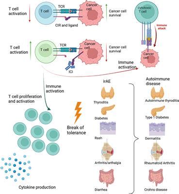 Frontiers Co Inhibitory Molecules Their Role In Health And