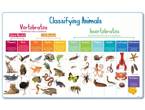 Animal Classification Mural Vertebrates And Invertebrates Animal