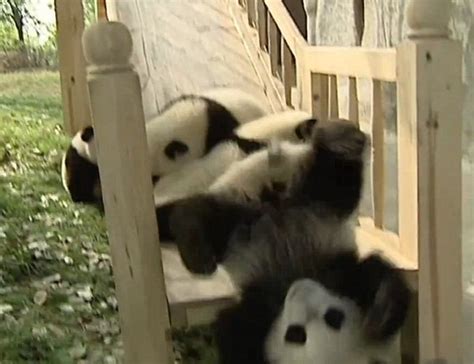 Est100 一些攝影some Photos Playtime For Pandas Chengdu Panda Base 熊貓的遊戲時間