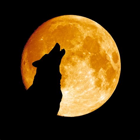Full Wolf Moon New Years Supermoon Is The Biggest Of The Year Live