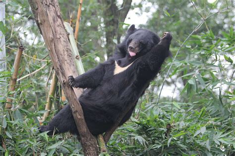 Tree Climbing Bear Shows Us What Real Happiness Looks Like The Dodo