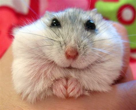 Pin By Andrea Pratt On Cute Cute Hamsters Cute Animals Funny