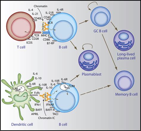 Sites And Stages Of Autoreactive B Cell Activation And Regulation Immunity