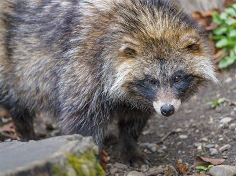 Raccoon Dogs May Be Britains Next Non Native Pest Study Finds