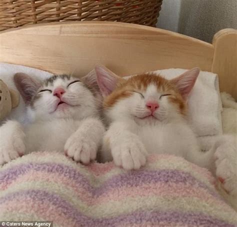 Kittens In Japan Cant Sleep Unless They Cosy Up Together