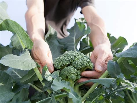 When To Harvest Broccoli Gardening Tips 2023 Northern Nester