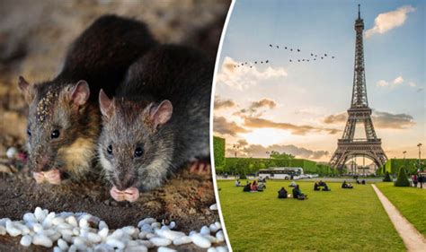 Paris Declares War On Rats As Population Explodes Closing Parks World News Express Co Uk