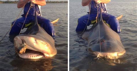 Man Rides 10 Foot Shark Before Releasing It Back To A River Daily Star