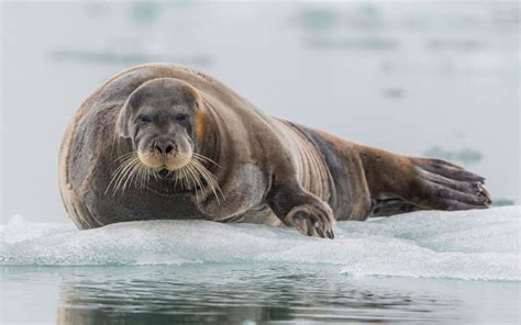 Bearded Seal - Species Profile, Photos & Facts - 101 Animals