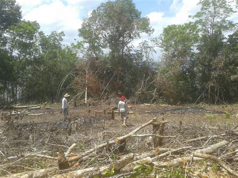O Pau-rosa Típico Da Região Amazônica é Uma Rica