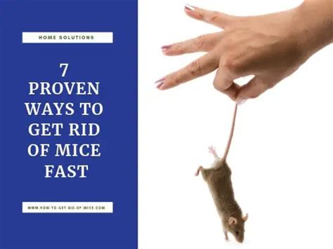 7 Proven Ways To Get Rid Of Mice Fast And Keep Them Away