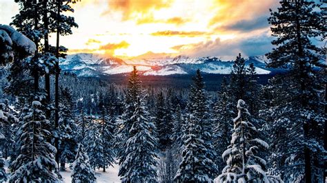 Download Wallpaper 1600x900 Forest Winter Mountains Snow Widescreen 169 Hd Background