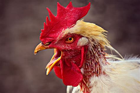 1000 Free Roosters And Chicken Images Pixabay