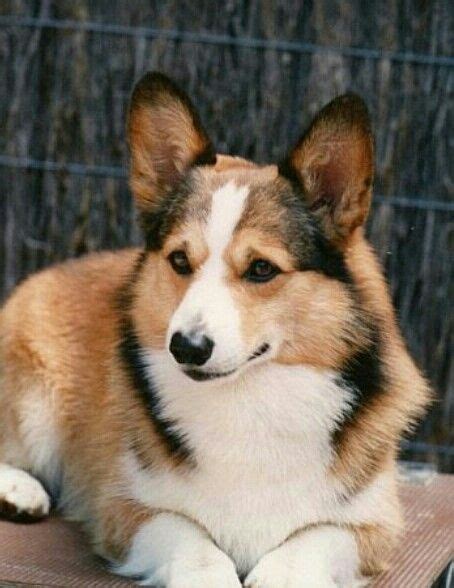 Sable Color Dog Corgi Our Larger Bloggers Photographs