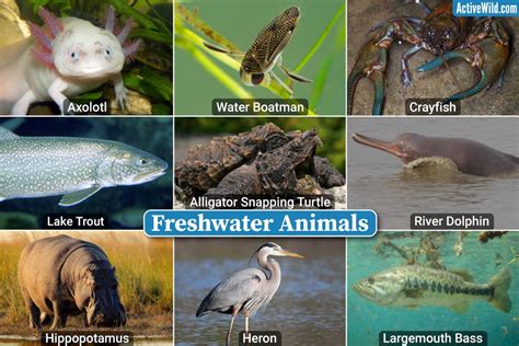 Freshwater Animals Checklist Photos And Details Examples Of Freshwater