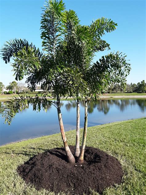 Foxtail Palm 20ft Install Price Naples Garden Landscaping Llc