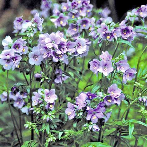 Perched on the banks of lake martin, jim scott's nearly nine acres of gardens are a veritable alabama wonderland. Polemonium 'Purple Rain' Jacob's ladder Deciduous ...