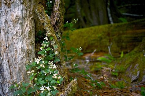 Forest Wildflowers Photo Free Download