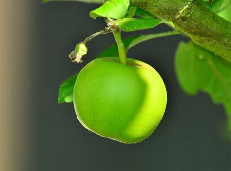 Companion planting creates an environment in the garden that encourages the quality of nearby crops. Companion Planting - The Organic Solution to Healthy Fruit ...