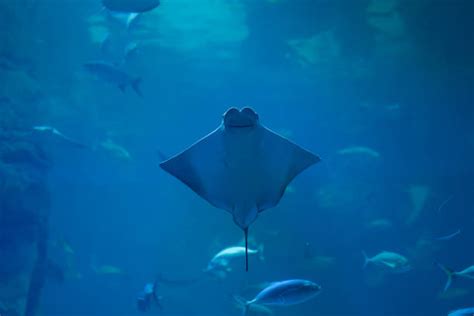 390 Smiling Stingray Stock Photos Pictures And Royalty Free Images Istock