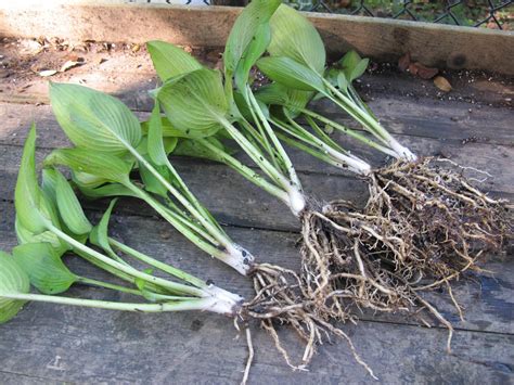 He took one of the best cultivars at the time, 'june', and intentionally doubled the chromosome count. My Free Hosta Garden (and How to Get One!) | Thrifty Decor ...