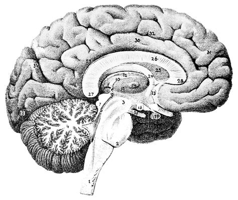 These aspects are the bones of the diagram. Why Does Almost Every Drawing of a Brain Face Right? | CBS ...