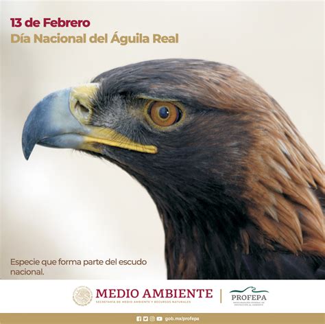 Top 51 Imagen La Aguila De Mexico Abzlocalmx