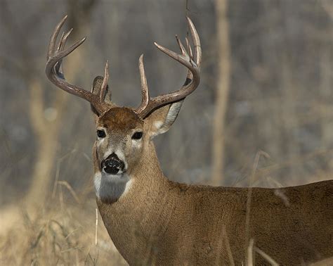 Maines Expanded Deer Hunt Begins For The Fall