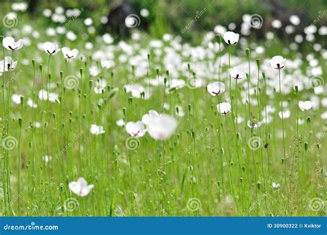 Meadow With White Flowers In Spring Stock Photo Image Of Fragrant