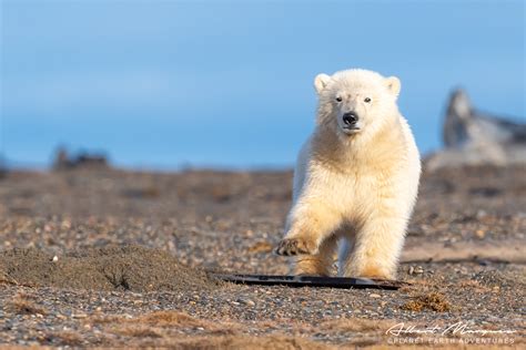 Alaska Polar Bear Tours Kaktovik Alaska — Planet Earth Adventures