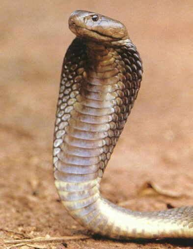 New King Cobra Snake King Cobra Eating King Cobra Eating Another Snake