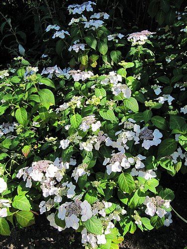 Hydrangea Macrophylla Libelle Hydrangea Macrophylla Teller White