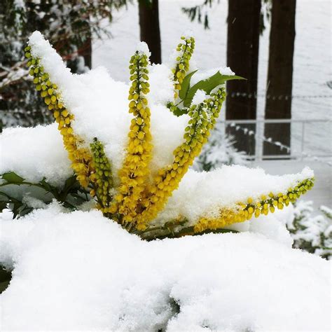 Top 6 Winter Flowering Plants For Your Garden Share And Tips Inkbird